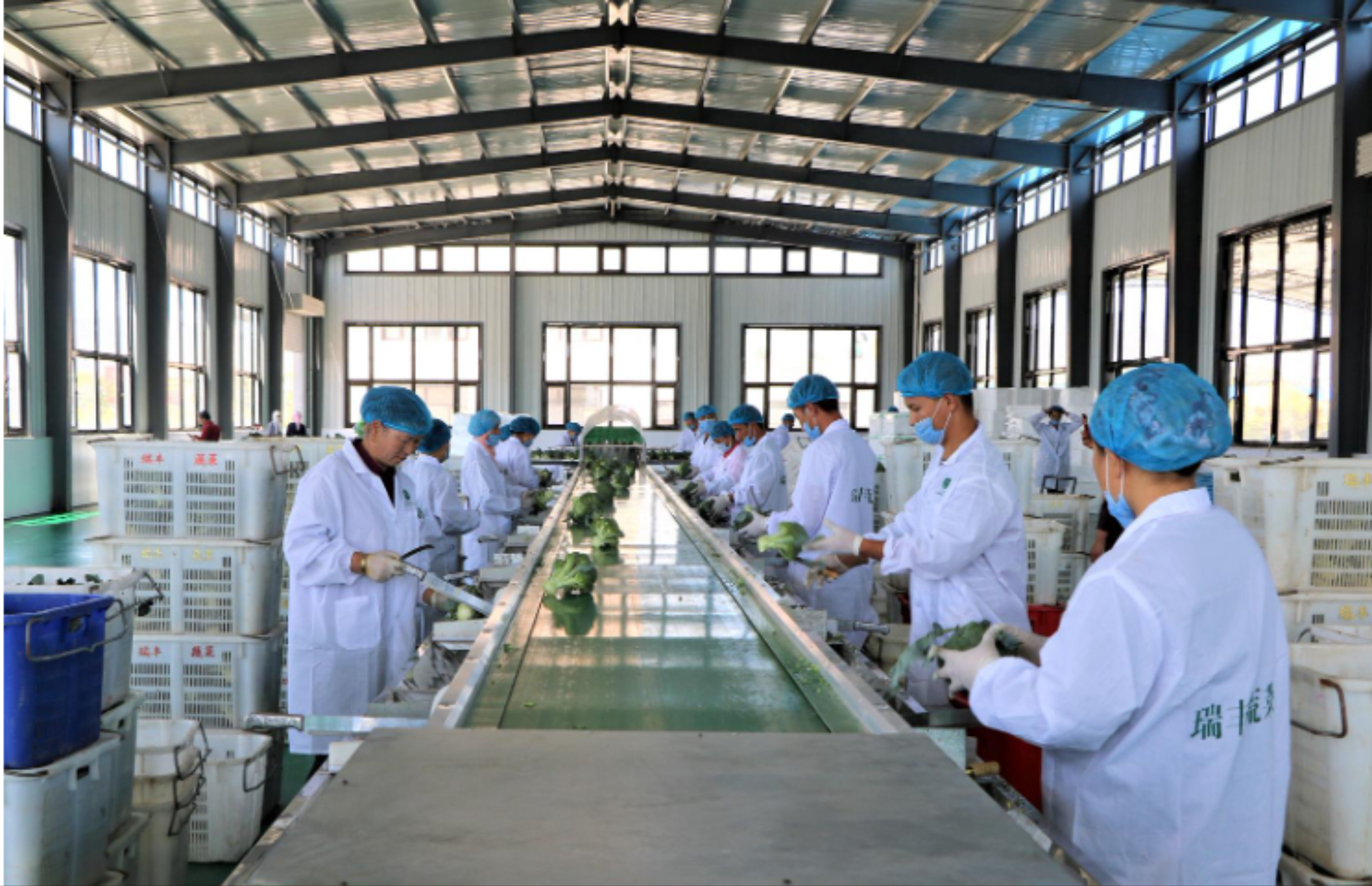 净菜分拣.目前,固原市已建成预冷设施8.5万平方米,单次冷藏能力7.