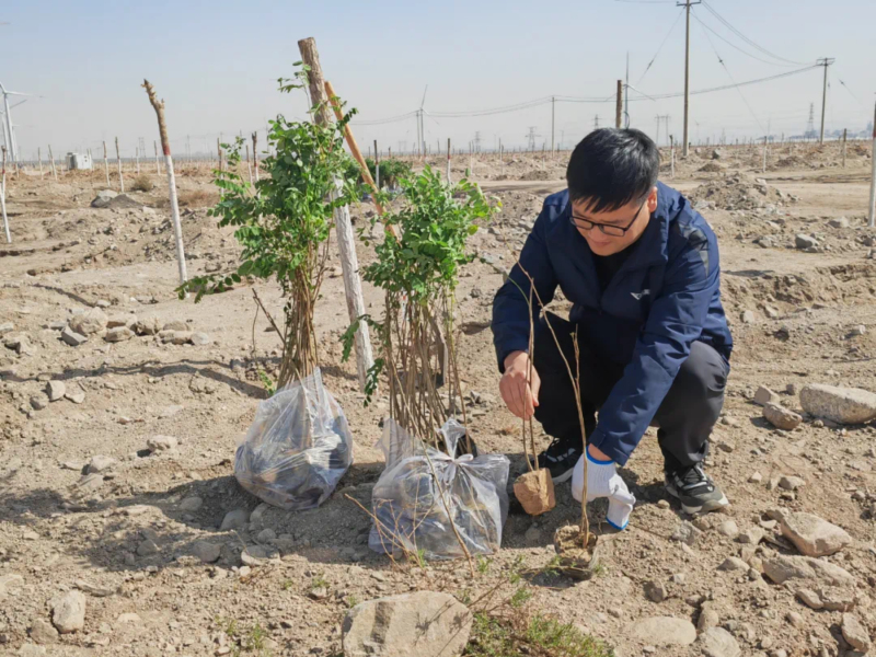 惠农区开展2024年春季义务植树活动